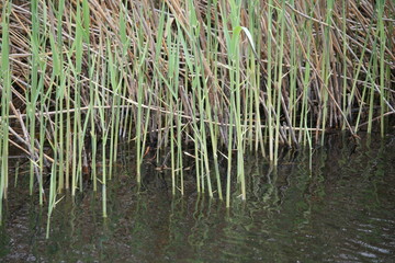Feuchtgebiet / See - Schilfgras im Wasser