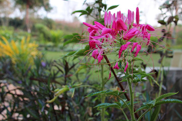 blooming flowers (orchids ?) in Laos