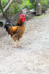 portrait of a rooster in the village