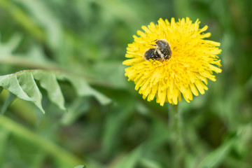 beetles are sitting on a yellow flower