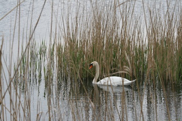 Schwan im Feuchtgebiet/Naturschutzgebiet 2