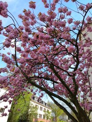 smartcapture Kirschblüte, Frühling 