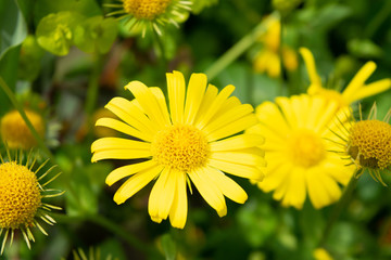 Yellow daisies in the garden