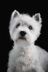 westie terrier in front of black background