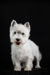 west highland white terrier on black background