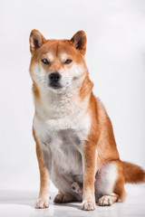 shiba inuisolated on white background