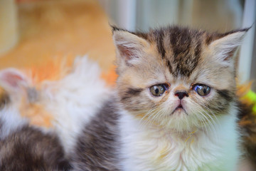 cute persian baby kitten