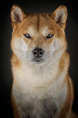 portrait of a shiba inu
