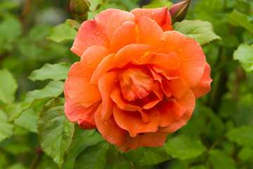 Orange rose 'Westerland' in summer garden