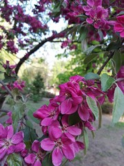 Blooming decorative apple tree with pink flowers