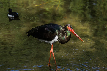 Vogel