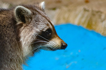 Waschbär im Profil zeigt die Zähne