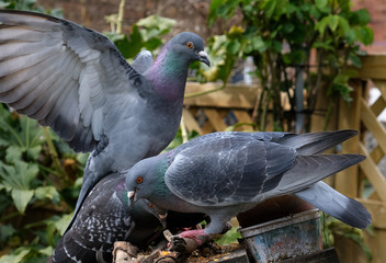 Feral pigeons feeding in urban house garden.