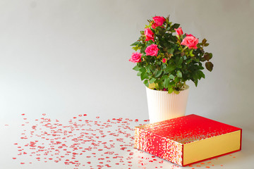 Natural roses in a pot on a white background.