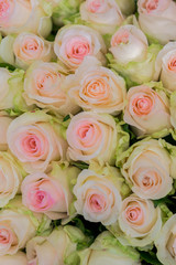 Obraz na płótnie Canvas Beige roses background. White roses horizontal seamless pattern. White roses arrangement. vertical photo