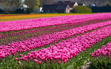 Tulpenfeld in Holland