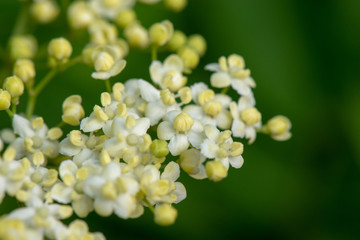Fototapeta premium Fleurs de sureau noir (Sambucus Nigra) au printemps, gros plan