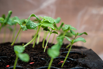 Organic melon seedlings in Seedling tray under greenhouse.
