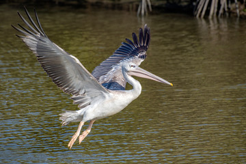 Great white pelican taking flight - river in Africa - The Gambia