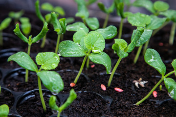 Organic melon seedlings in Seedling tray under greenhouse.