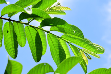 close up the details of guava leaves against the background of a bright blue sky