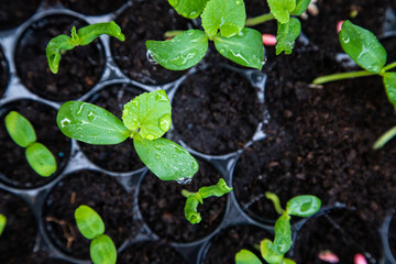 Organic melon seedlings in Seedling tray under greenhouse.