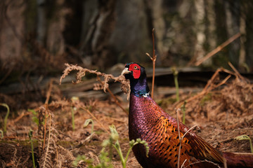 Fototapeta premium Pheasant 1
