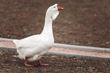 Goose strolling across the meadow. Portrait of the goose.