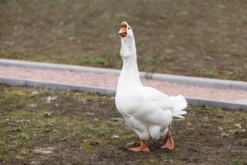 Domestic goose grazing in a meadow. White goose on green field . Important goose.