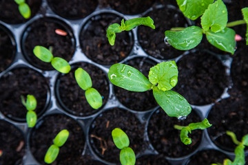 Organic melon seedlings in Seedling tray under greenhouse.