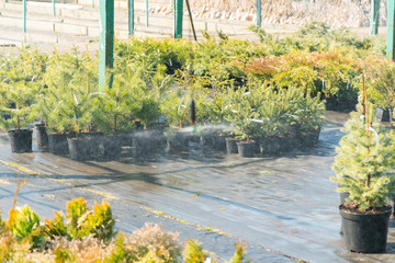 row of coniferous trees in greenhouse. plants outside a nursery for sale in spring. Nursery for plants