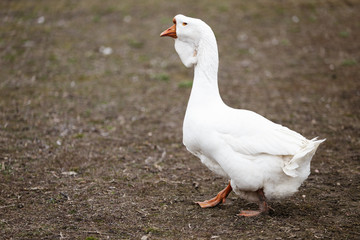 Goose strolling across the meadow. Portrait of the goose.