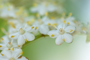 Fototapeta premium Fleurs de sureau noir (Sambucus Nigra) au printemps, très gros plan