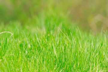 Green grass. Natural background texture.