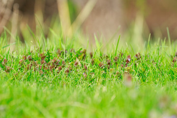 The flowers of a pink clover grows in the field with a green grass
