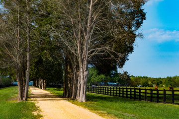 Sotterley, Maryland, USA A long alley of trees at a farmhouse.
