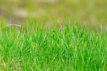 Shoot of a young green grass on the blurred green background