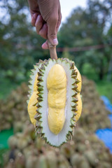 Gardeners are casing durian. Yellow is beautiful to eat.