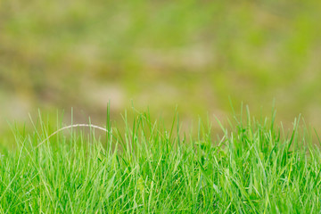Shoot of a young green grass on the blurred green background .