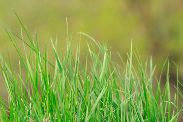 Shoot of a young green grass on the blurred green background