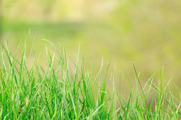 Shoot of a young green grass on the blurred green background
