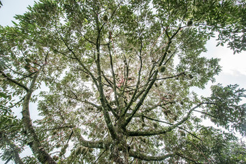 Durian is in the yield phase. Taken from under the tree In the fruit orchard, Chanthaburi Province, Thailand