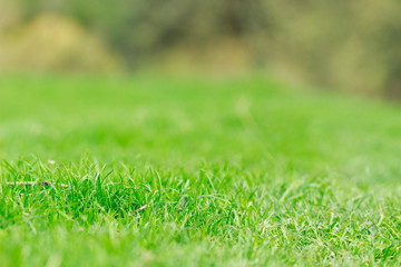 Fototapeta na wymiar Blured green background by the fresh grass