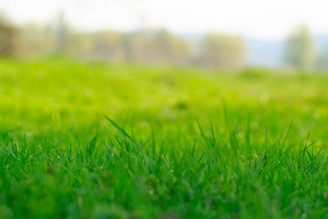 Blurred green grass. Natural background texture.