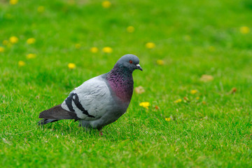 Pigeon is questioning. The bird walking on the green meadow.