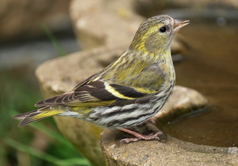 Siskin looking for food and a drink in urban house garden.