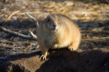 Portrait of a marmot. 