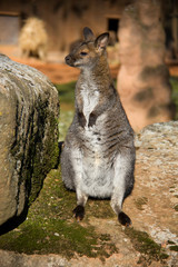 Kangaroo sitting on a sun.