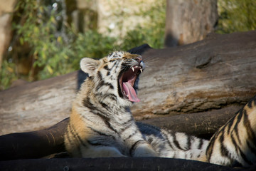 Yawning tiger cub. Panthera tigris altaica.
