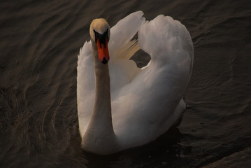 Schwan